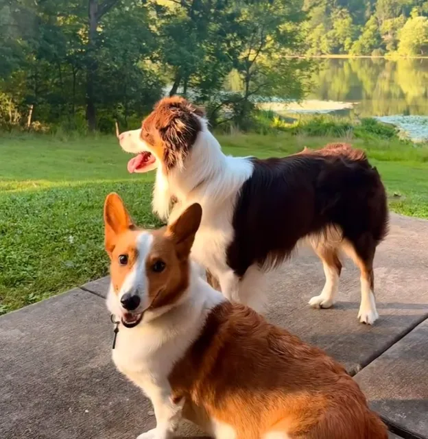 North Park – Lake Shore Dr 🦌🔥 | Pittsburgh