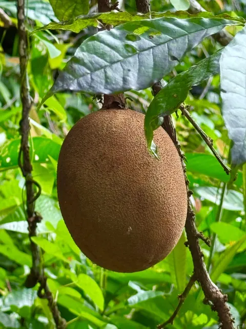 Santarem, Brazil: Sipping Amazon’s Exotic Cupuaçu Juice