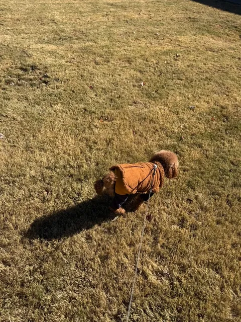 🌬️❄️ Atlanta's November Snowstorm – Even Stone Benches Tumbled!