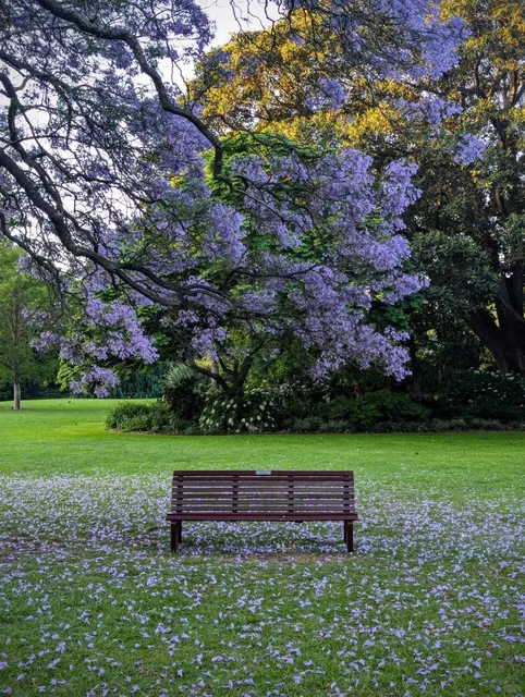 Melbourne Flower Guide: Blooms for Every Season 🌸📅