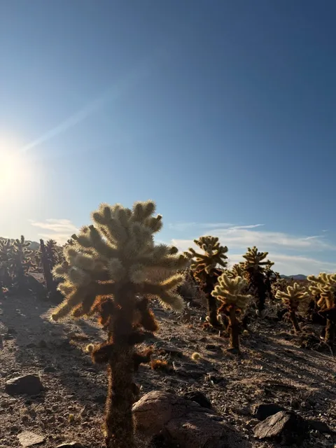 🌵 Cali Vibes | A Healing Oasis in the Desert of Palm Springs ✨
