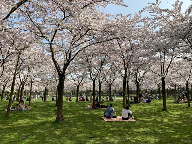 Bergen op Zoom: A Sunset Picnic Guide for Smart Explorers 🌿🌅