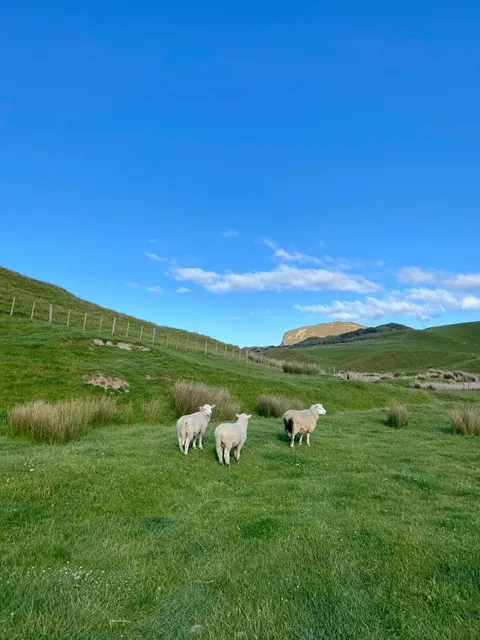 📍 Cape Farewell | South Island’s Northernmost Coastal Wonder 🇳🇿