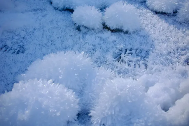 LA Int'l Students' Thanksgiving Road Trip Guide 🚗🌲