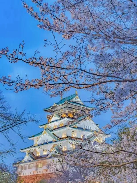 Tokyo |Cherry Blossoms 