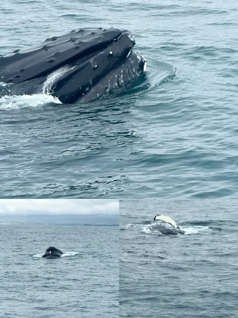 Iceland Day 7 | Whale Wonders & Northern Charms
