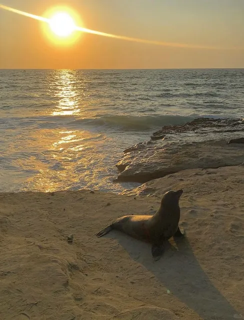 🇺🇸 San Diego's Most Beautiful Beach: La Jolla Cove 🏝️