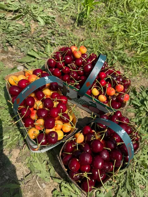 Ultimate Cherry Picking Guide at Cherry Avenue Farms 🍒🌳