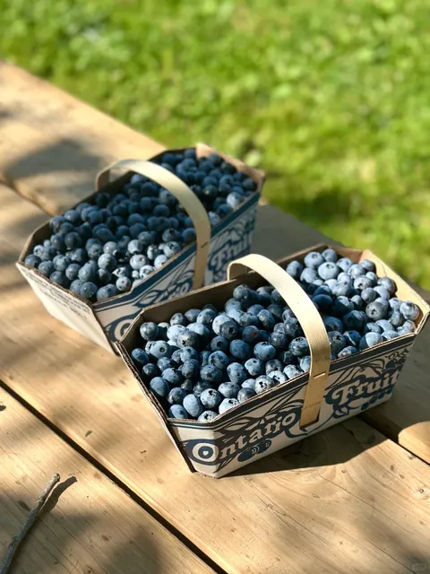​​🇨🇦 These Blueberries Are UNREAL Sweet! 🫐​​