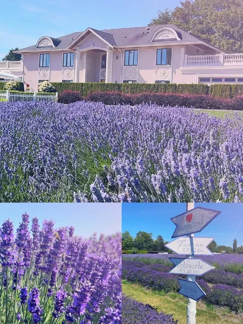 💜 Vancouver's Provence | Lavender Field Magic
