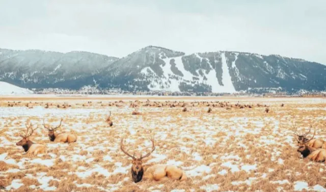  Jackson Hole in Wyoming: A Must-Visit Treasure Town in Winter ❄️