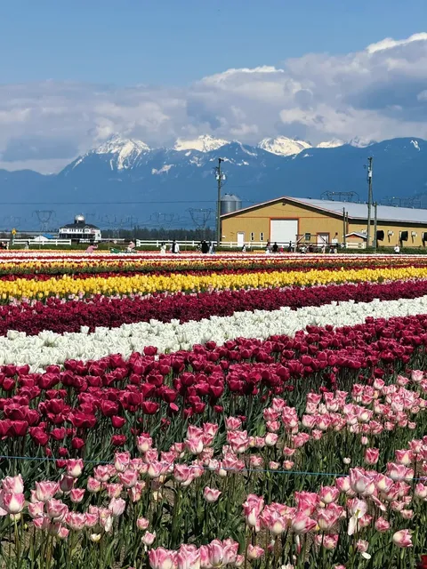 🇨🇦 Abbotsford Tulip Festival   