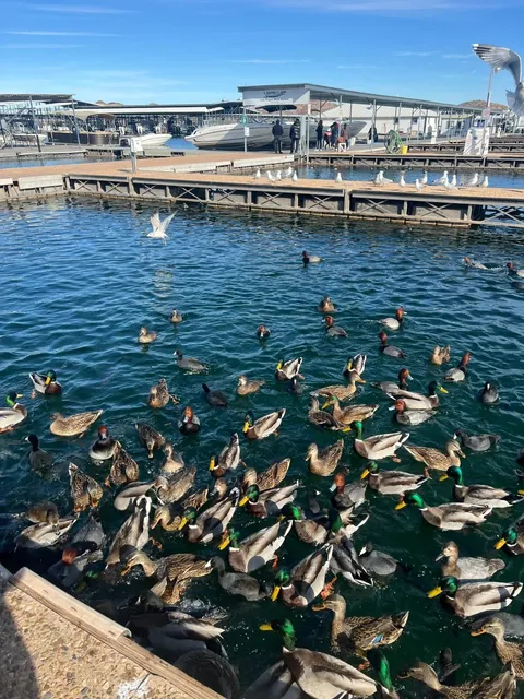 🌊 Lake Mead: Winter vs. Spring—A Tale of Two Seasons 🦢