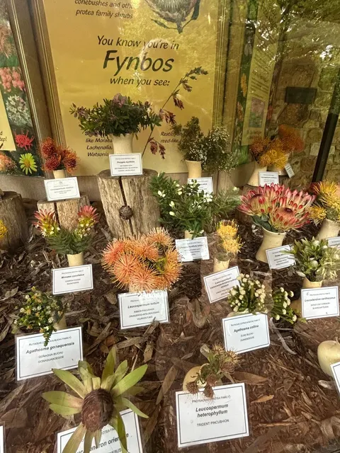 🌍 Journey to the Edge of the World — Cape Town