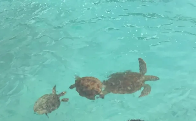 🇻🇺 Vanuatu Turtle Sanctuary Adventure 🐢✨