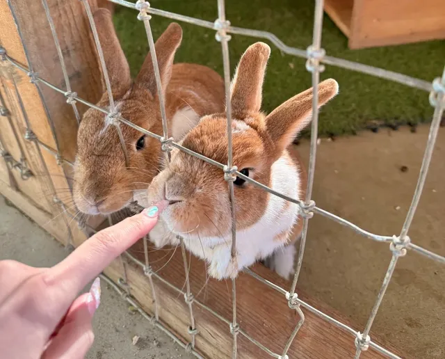 Beyond Napa: Santa Rosa & Sebastopol's Quirky Gems! 