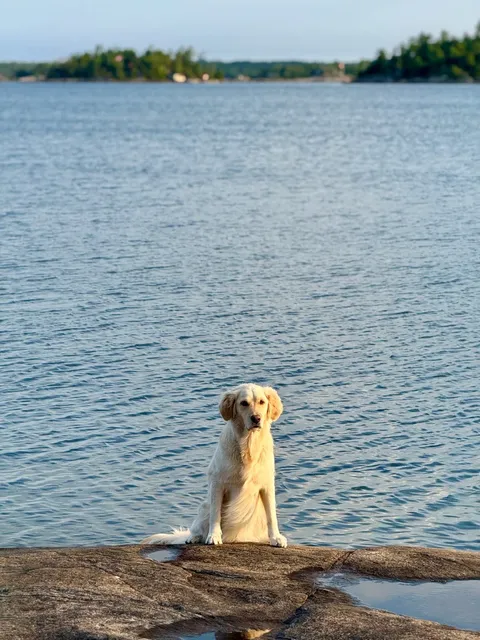  Camping with Your Pup on One of Georgian Bay’s 30,000 Islands! 🌲  