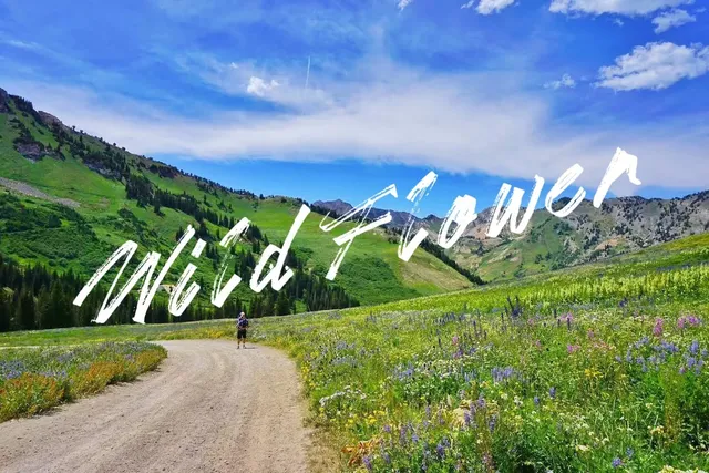 📍Utah｜Wildflower Festival 🌸🎉