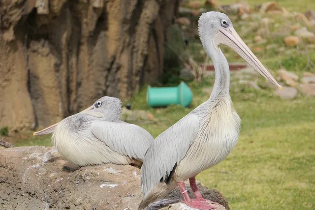 🔥 Cincinnati Zoo & Botanical Garden