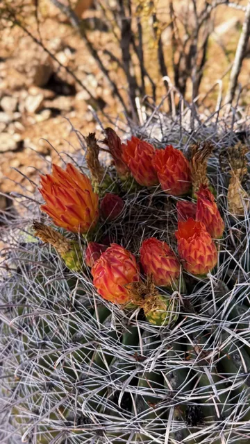 🌵 Phoenix Desert Cactus Adventure | Heat & Beauty Unleashed 🌞