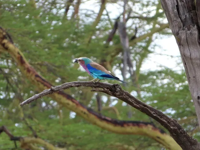 🇰🇪 Birds of Kenya Safari (Part 1)