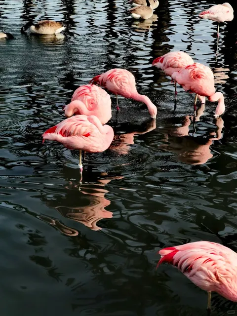 🌵 A Great Getaway Near LA: Palm Springs! Perfect for Family Trips!