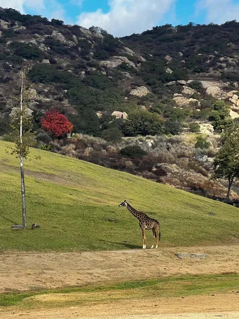 San Diego Zoo Safari Park 🦒🦏🐘