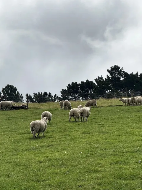 Christchurch Travel Guide | Uncover the Garden City’s Charm