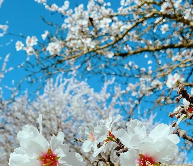 🌸 Bay Area Weekend / Apricot Blossom Season is Here Again