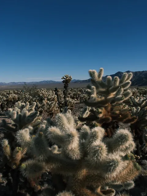 Joshua Tree National Park – A Surreal Desert Escape 🌵✨