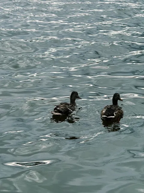 Ice land travel guide in  Reykjavík