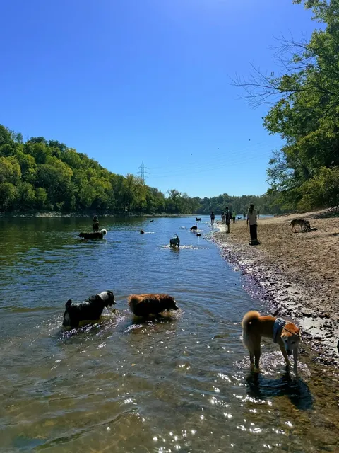 MN—Dogs Can Swim in the Mississippi River 🌊