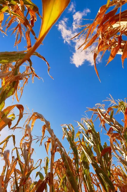 Soergel Orchards: The Most Fun Farm Near Pittsburgh 🍎 | A Must-Visit 