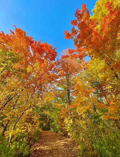 Toronto | Milne Dam Conservation Park for Leaf-Peeping 🍁