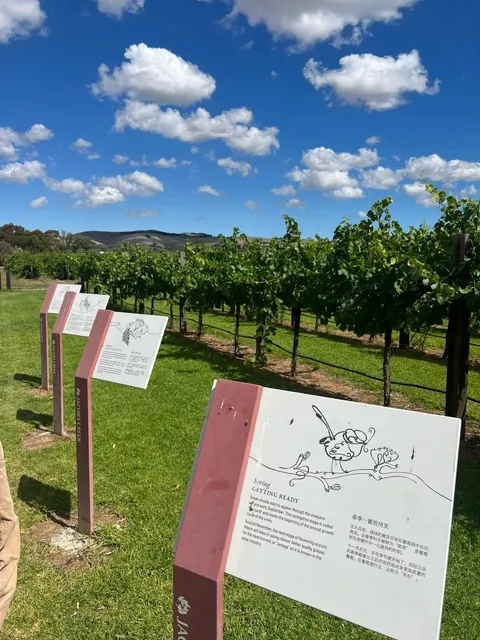 Adelaide Winery｜Perfect Day of Sipping & Tasting 🍷
