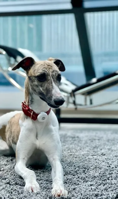 🐾 Étage Executive Living | Pittsburgh