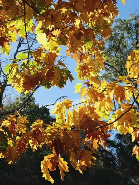 Adelaide's Autumn is Absolutely Stunning 🍁