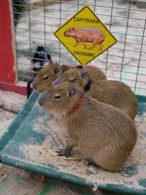 Seattle | With Capybaras! 