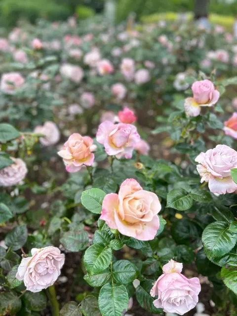 Queen Mary’s Gardens in Regent’s Park 🌹