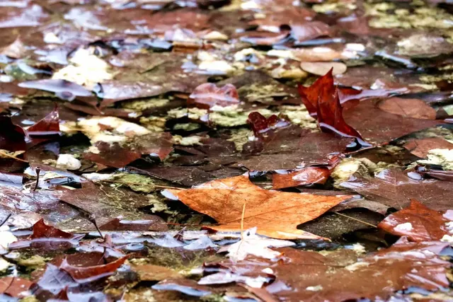 Texas' Most Stunning Autumn is Hidden Here