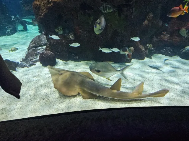 Delicious Food, Great Service & a Super Fun Atmosphere! 🐠