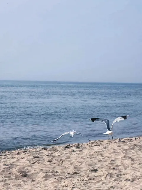 North America | Weekend Trip to Holland, Michigan 🚗🌲