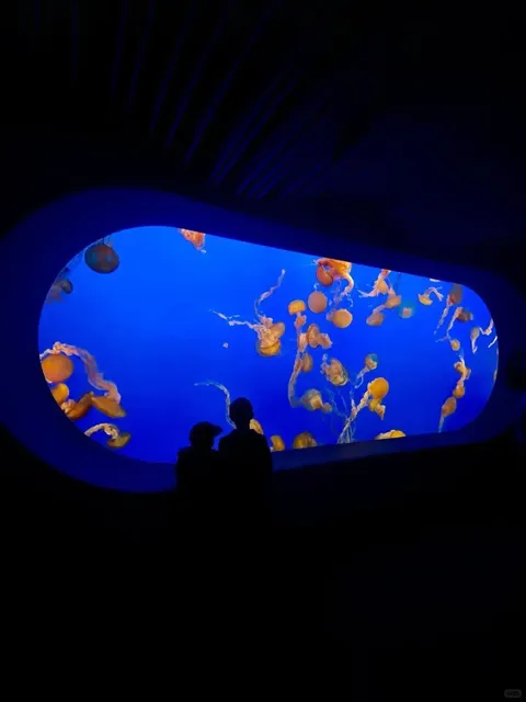 Don't miss whale-watching in Monterey