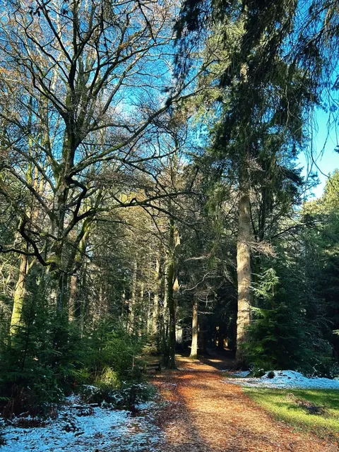 ❄️ Post-Snow Hiking | The New Forest 🌳