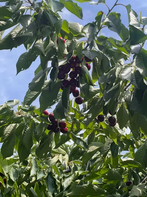 🍒 Traverse City | A Charming Summer Town in Michigan You Must Visit!