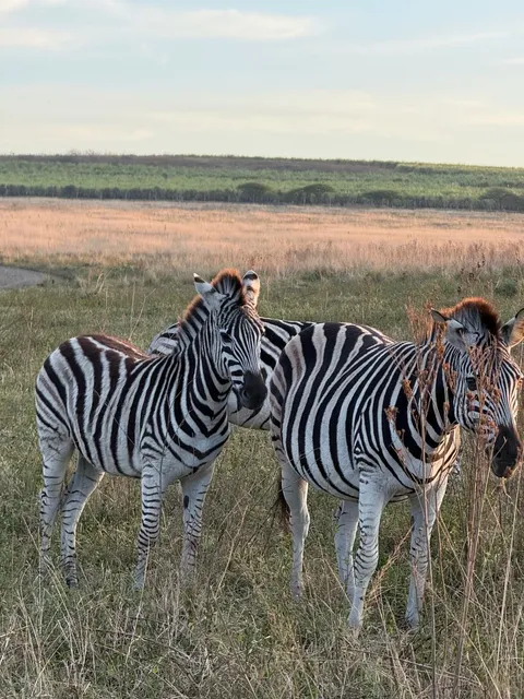 🇿🇦 Pietermaritzburg Ultimate Travel Guide ✨