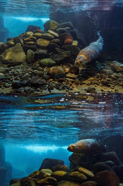 Seattle Aquarium:Small But Mighty (and Way Cuter Than You’d Expect）（1）
