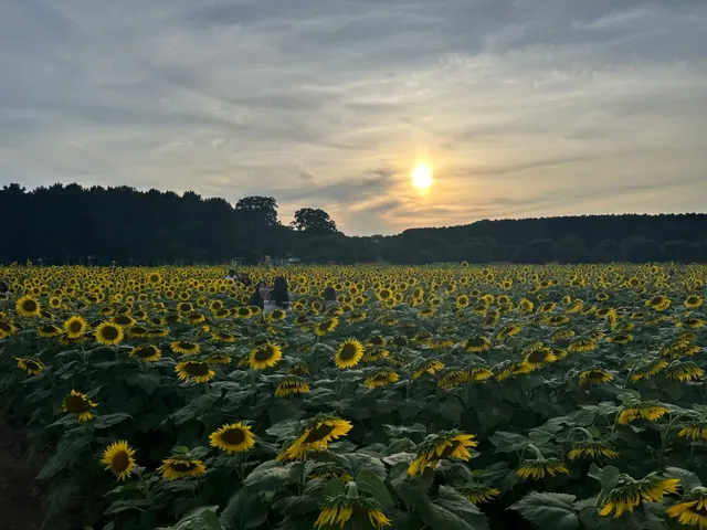 🌻 Dix Park Sunflower Field in NC | Crowded on Sunday Evening!