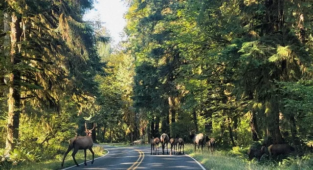 📍 Seattle 4-Day Itinerary Day 4: Hoh Rainforest & Ruby Beach
