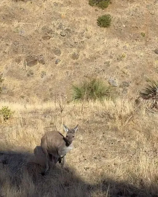 Adelaide🇦🇺Deep Creek Hiking Guide